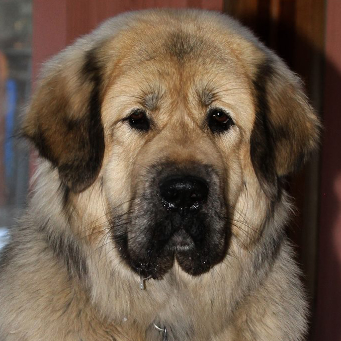 TIBETAN MASTIFF COLORADO